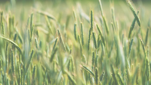 Close-up of stalks in field