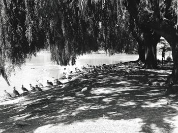 View of birds on land during winter