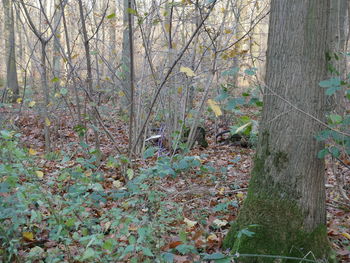 Plants growing in forest