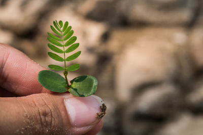 Close-up of hand holding plant