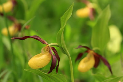 cypripedium