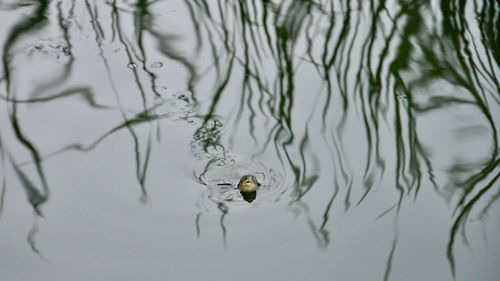 High angle view of a duck in lake
