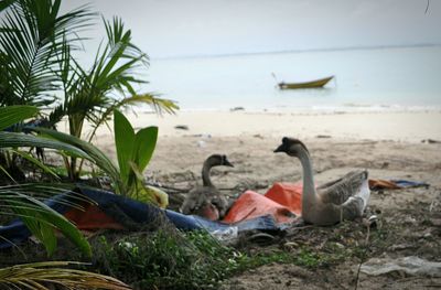 Birds on beach against sky