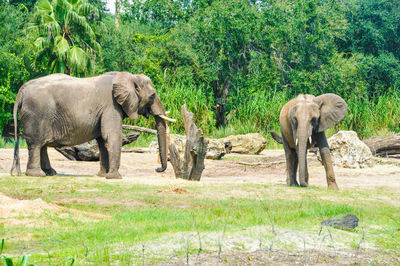 Elephant in a farm