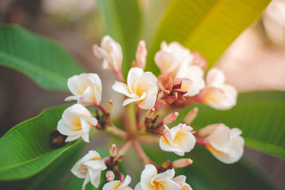 Close-up of pink flowering plant