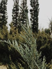 Close-up of pine tree in forest