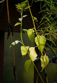 Close-up of plant growing on tree