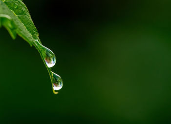 Close-up of water drops on plant