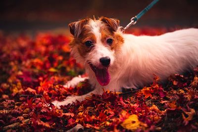 Close-up portrait of a dog