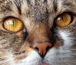 Close-up portrait of a cat