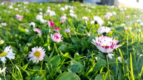 Close-up of flowers blooming in field