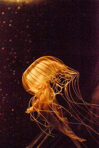 Close-up of jellyfish swimming in sea