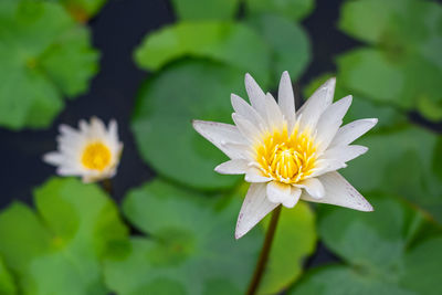 Close-up of white water lily in pond