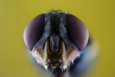 Close-up of fly