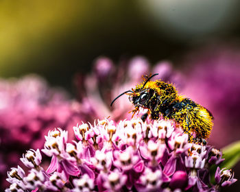 Close-up of bee pollinating on flower