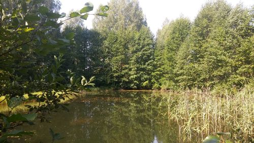 Trees by lake in forest