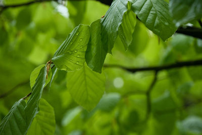 Close-up of fresh green leaves on plant