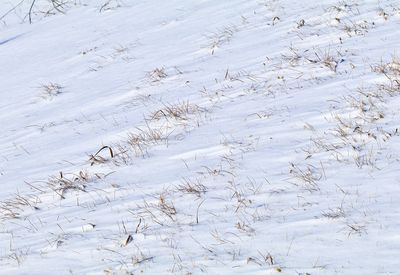 Aerial view of snow covered land