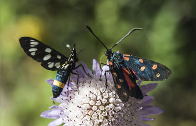 Close-up of butterfly perching on flower