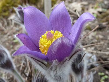 Close-up of purple crocus blooming outdoors