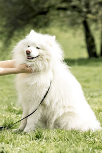 Close-up of dog on grass