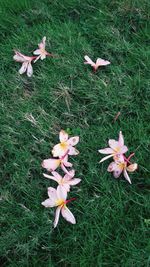 High angle view of flowers on field