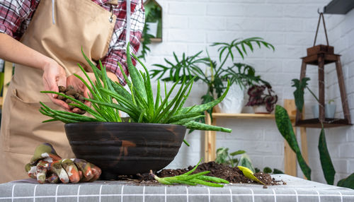 Midsection of woman holding potted plant