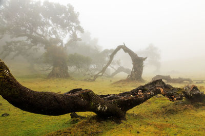 Scenic view of tree against sky