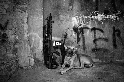 Dog sitting on concrete wall