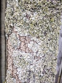 Full frame shot of tree trunk