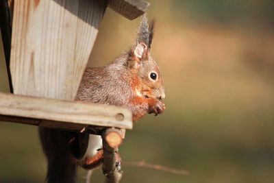 Close-up of squirrel eating