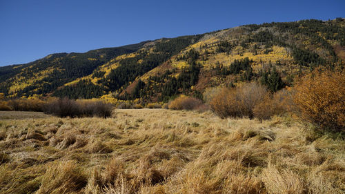 Scenic view of field against clear sky