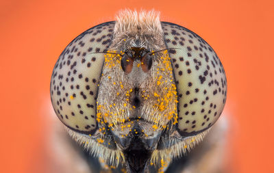 Close-up of butterfly over orange background