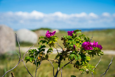 Close-up of pink flowering plant