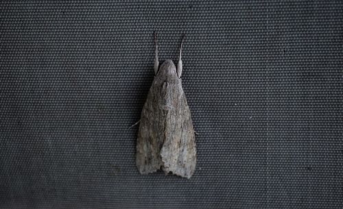 High angle view of fish hanging on metal grate