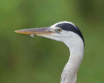 Close-up of egret