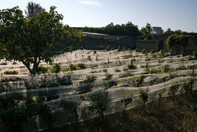 View of trees and plants against sky