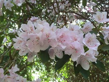 Pink flowers blooming on tree