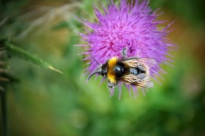 Close-up of bee on purple flower