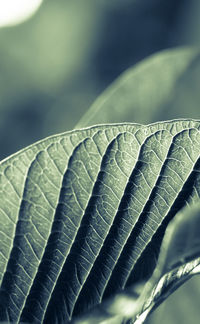 Close-up of green leaves