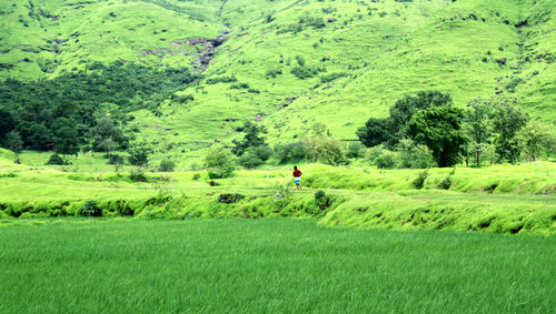 Scenic view of grassy field
