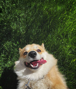 Portrait of a dog on field