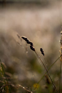 Close-up of plant against blurred background