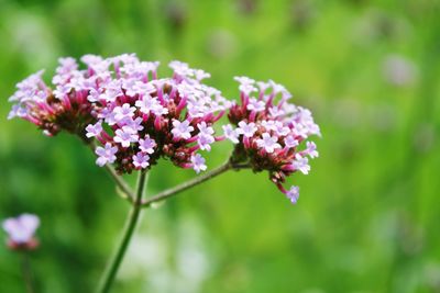 Close-up of pink flowers