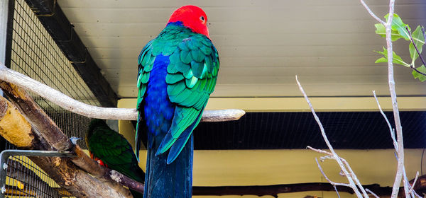 bird