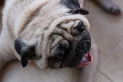 Close-up of dog