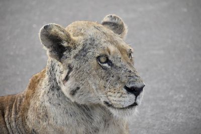 Close-up of a cat looking away