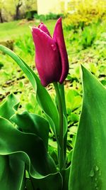 Close-up of flower blooming outdoors