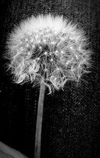 Close-up of dandelion flower against black background