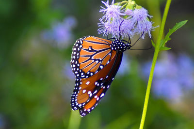 Close-up of butterfly pollinating on flower